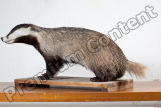 Badger body photo reference 0001